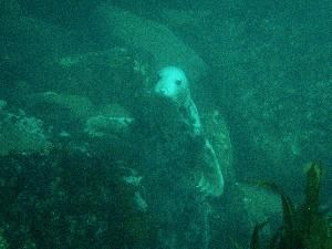 many seals at kilda